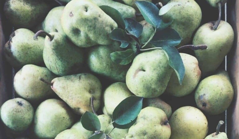 bunch of gourd fruits