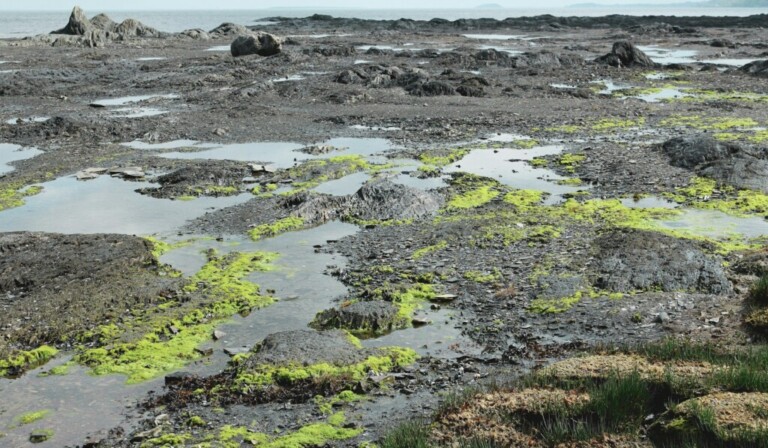 Dream peat bog - dream meaning peat bog