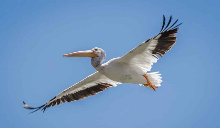 Dream pelican - dream meaning pelican