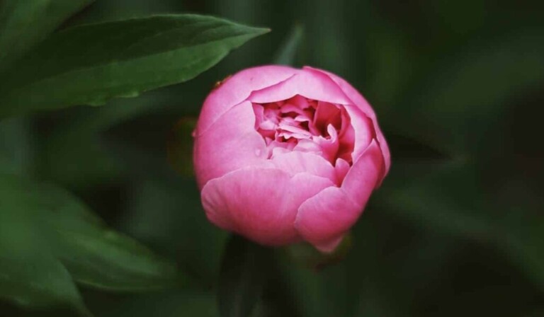 Dream peony - dream meaning peony