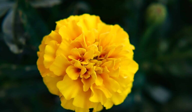 Dream African marigolds