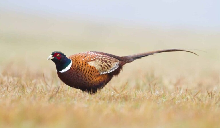 Dream pheasant - dream meaning pheasant