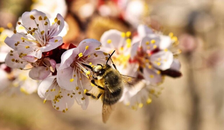 Dream pollinate - dream meaning pollinate