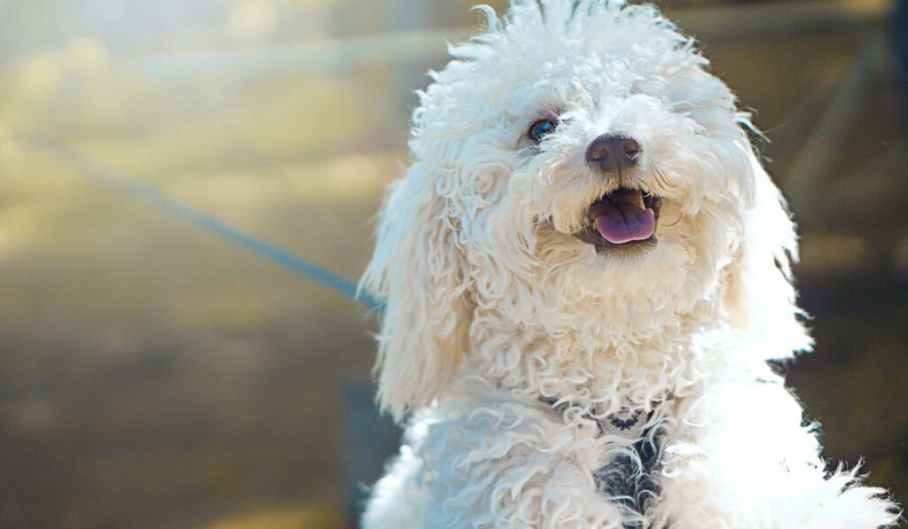 Dream poodle - dream meaning poodle