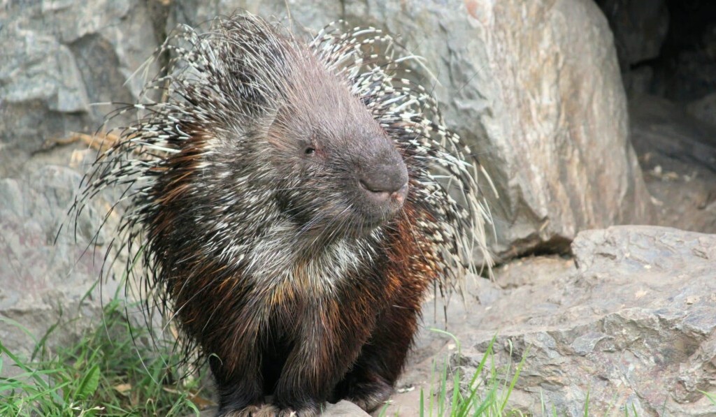 Dream porcupine - dream meaning porcupine