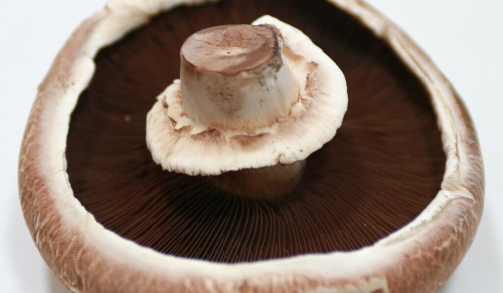 Dream portobello (mushrooms) - dream meaning portobello (mushrooms)