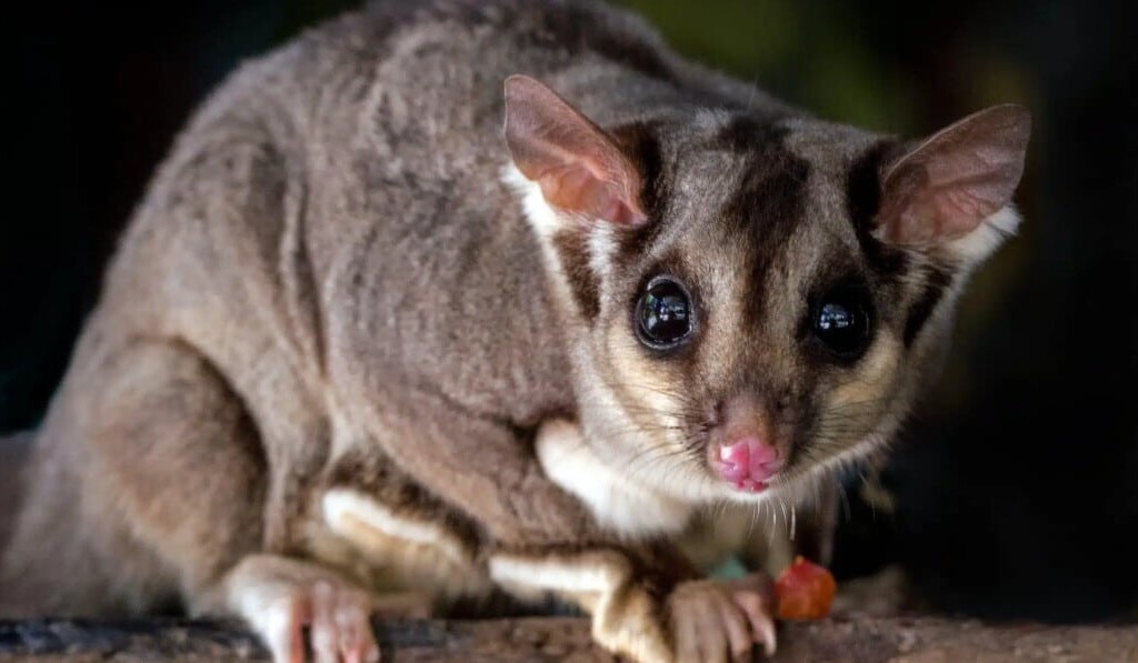 Dream possum - dream meaning possum