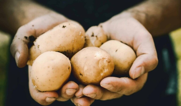 bunch of potatoes