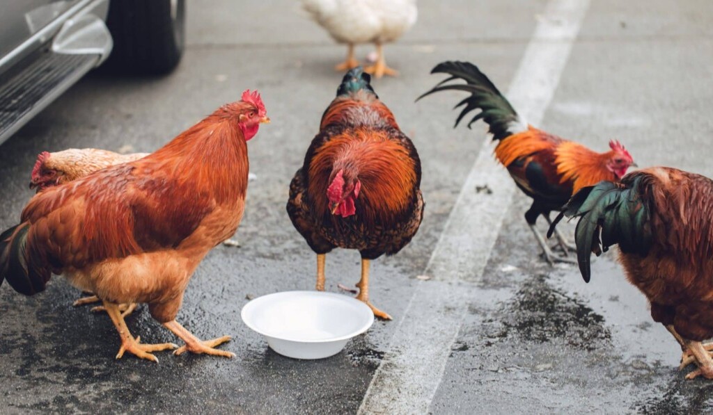 Dream poultry or fowl - dream meaning poultry or fowl