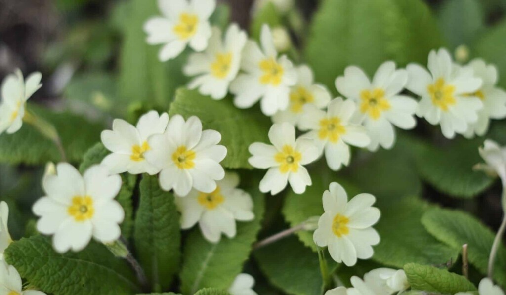 Dream primrose - dream meaning primrose