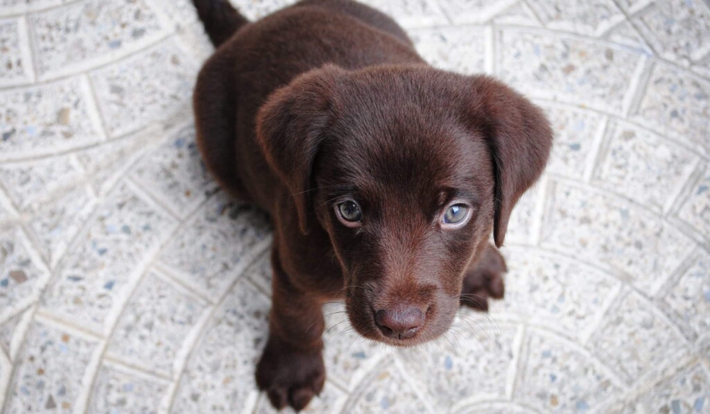 Dream puppy - dream meaning puppy