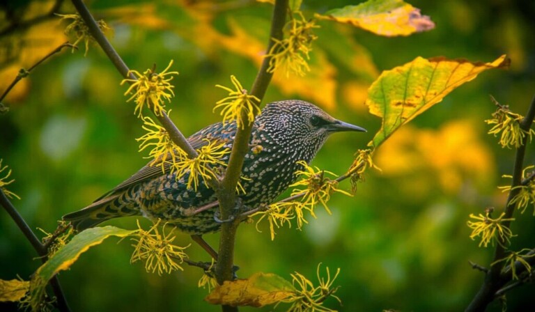 Dream quail - dream meaning quail