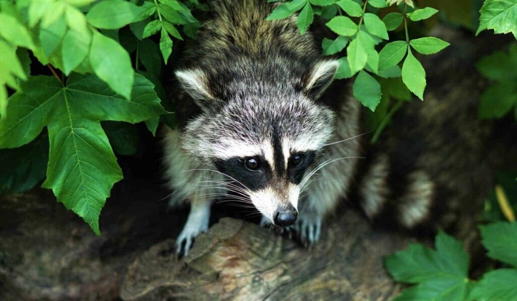 Dream raccoon - dream meaning raccoon