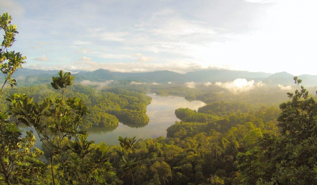 Dream rainforest - dream meaning rainforest