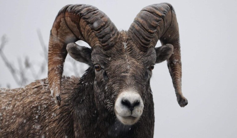 Dream ram (male sheep) - dream meaning ram (male sheep)