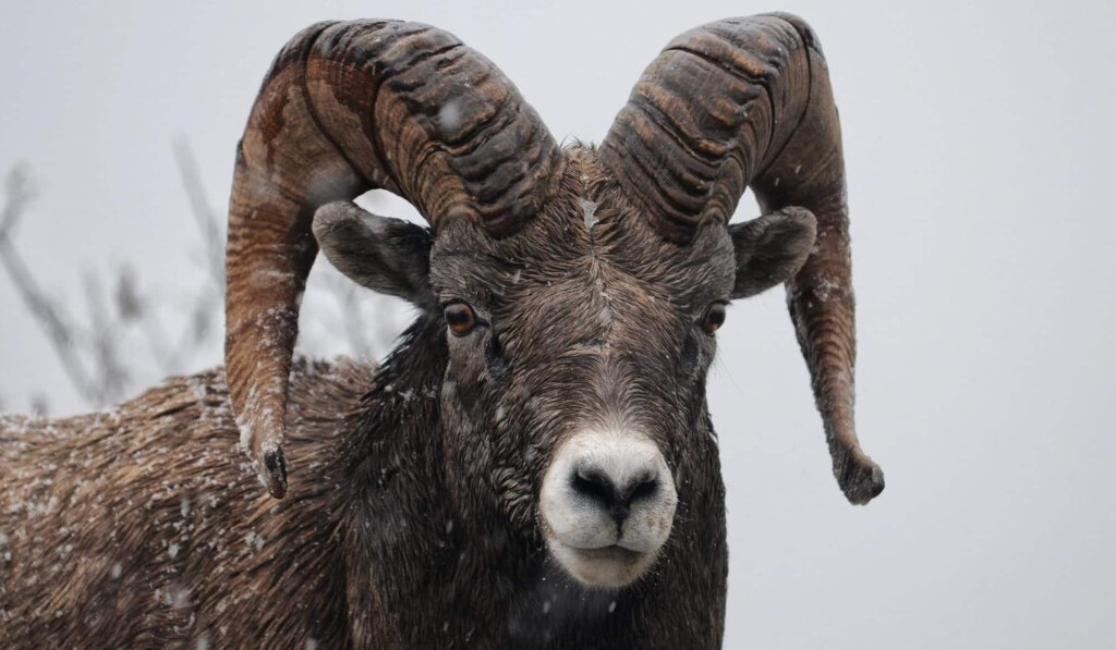 Dream ram (male sheep) - dream meaning ram (male sheep)