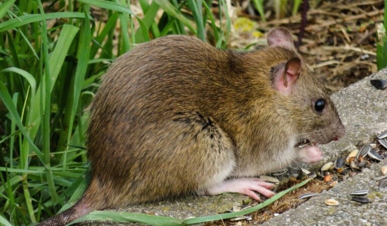 Dream rat - dream meaning rat