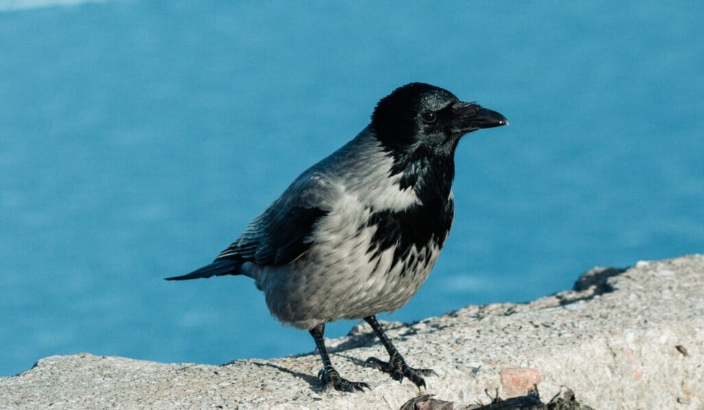Dream raven - dream meaning raven