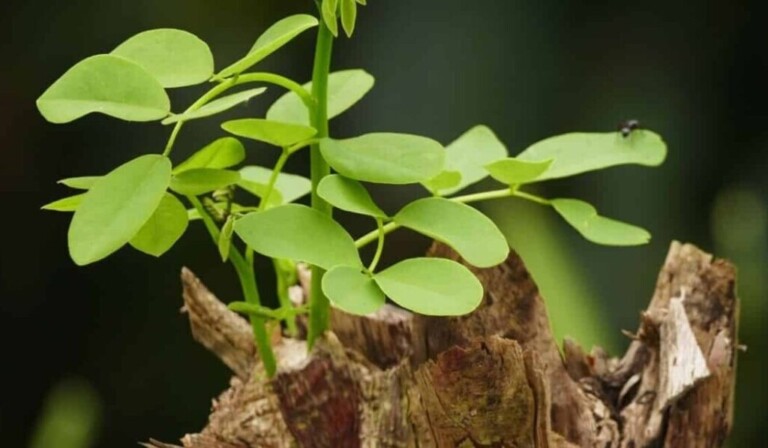 Dream rebirth - dream meaning rebirth