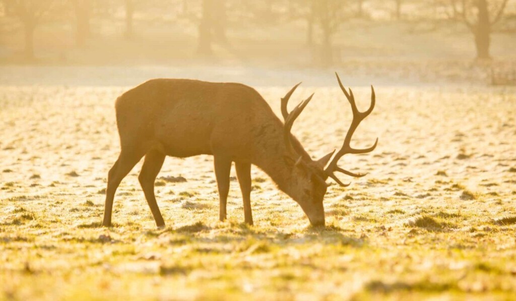 Dream red deer - dream meaning red deer