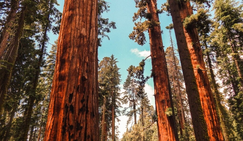 Dream redwood - dream meaning redwood