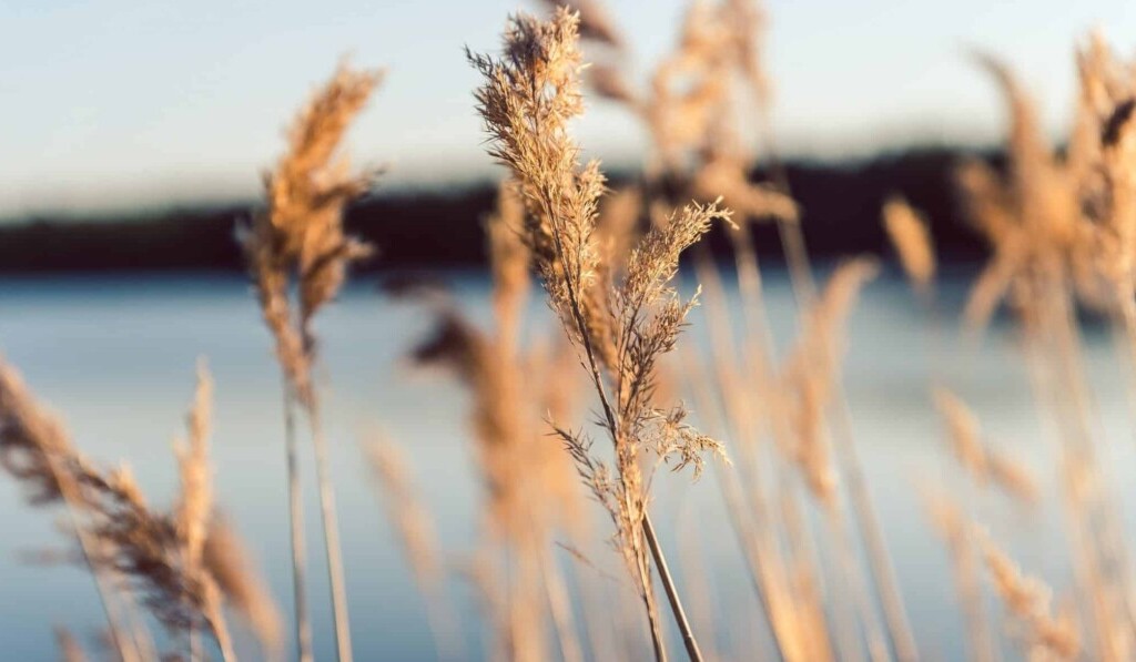 Dream reed - dream meaning reed