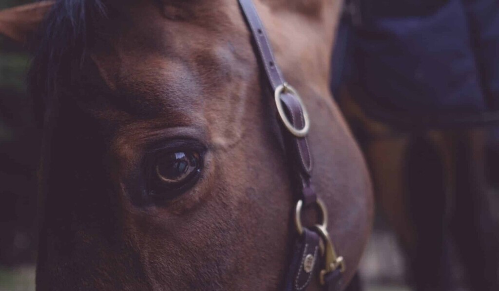 Dream reins - dream meaning reins