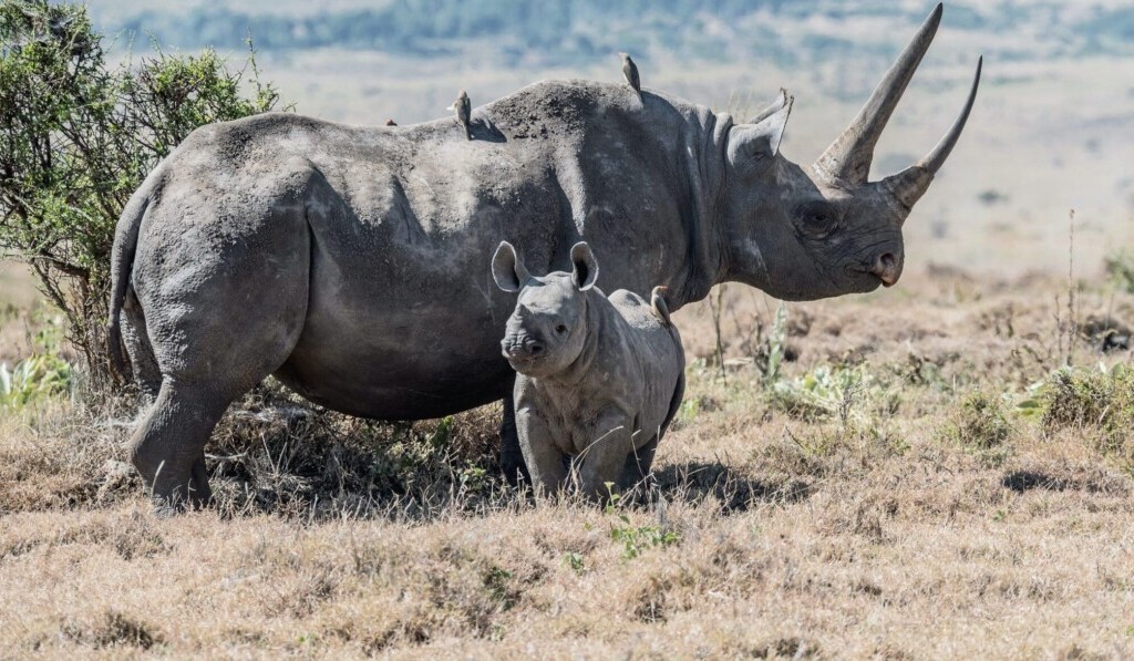 Dream rhino - dream meaning rhino