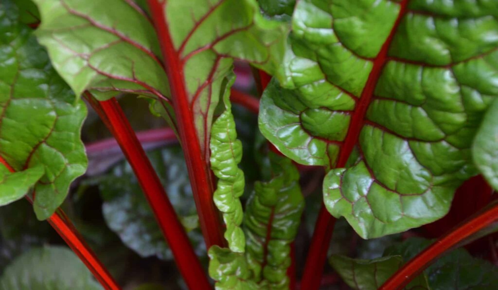 green leafy vegetable