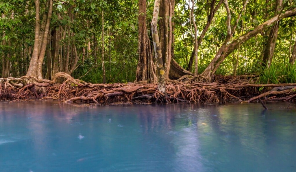 Dream roots (tree) - dream meaning roots (tree)