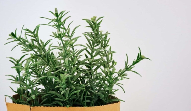 green plant on brown clay pot