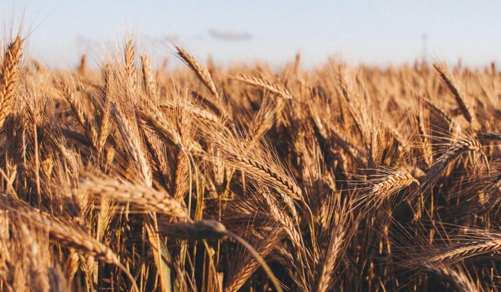 Dream rye - dream meaning rye
