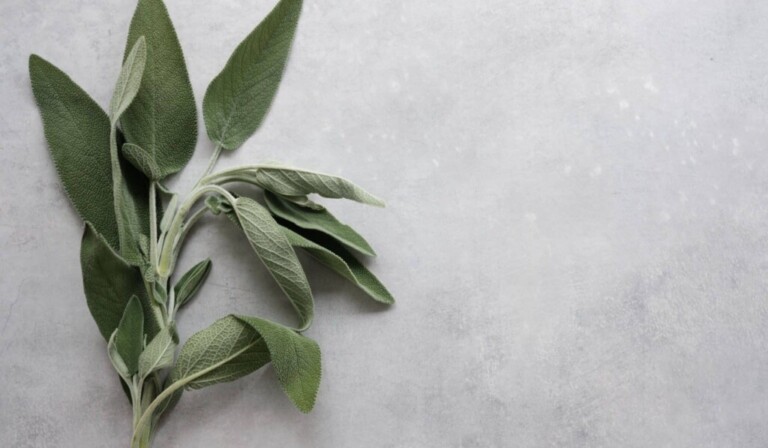 Dream sage - dream meaning sage