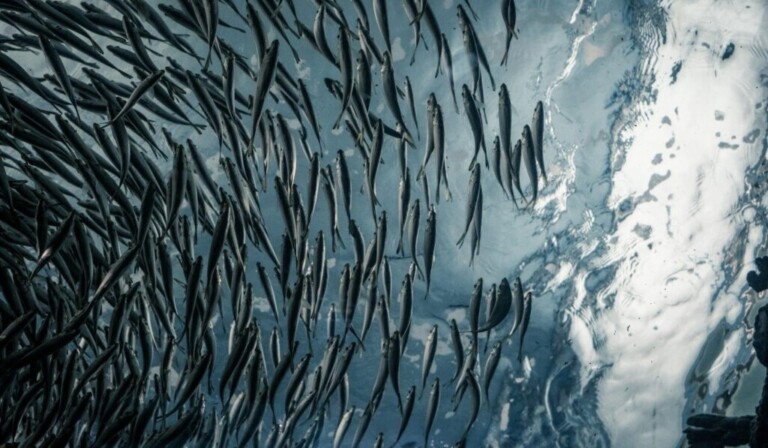 Dream sardines - dream meaning sardines