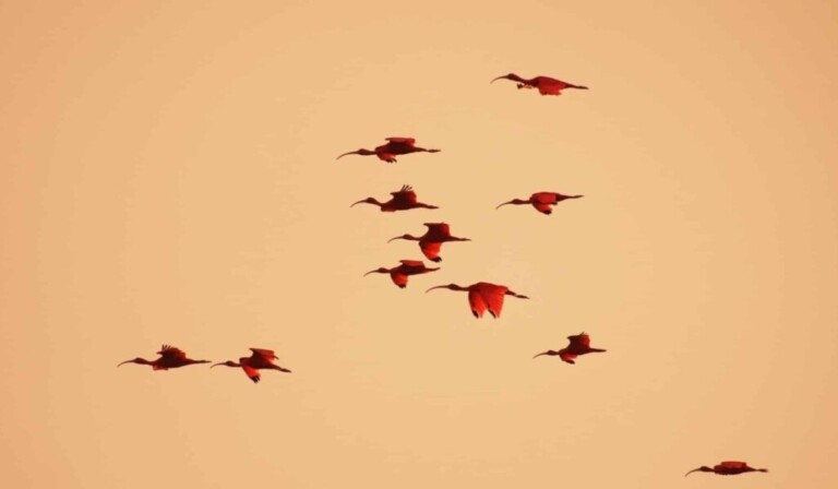 Dream scarlet fever - dream meaning scarlet fever