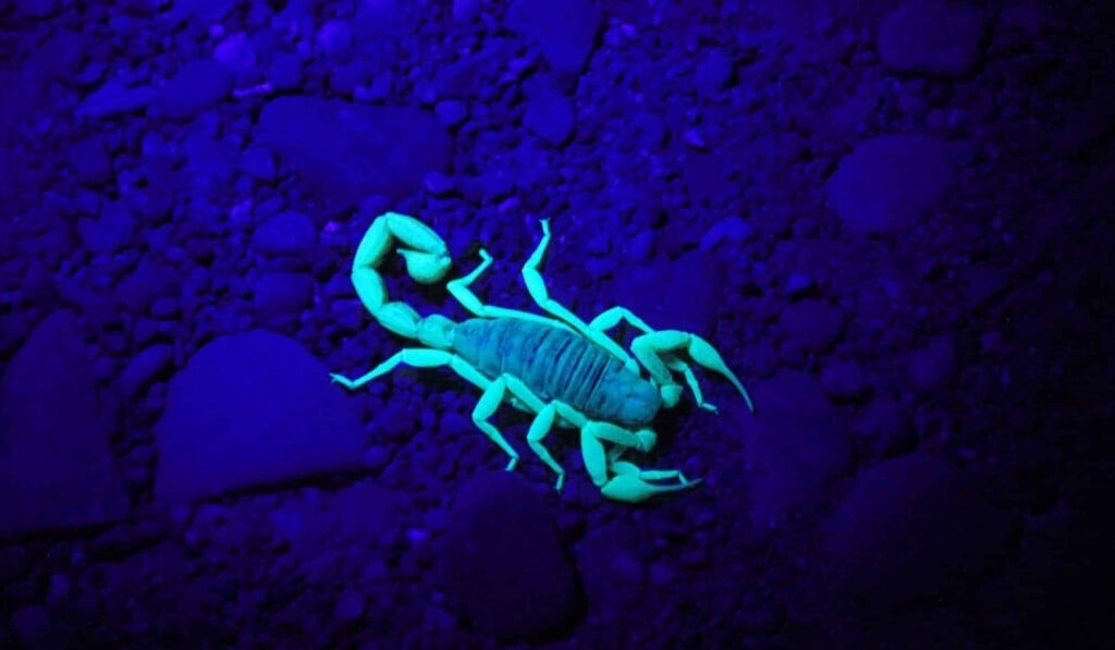 Dream scorpion - dream meaning scorpion
