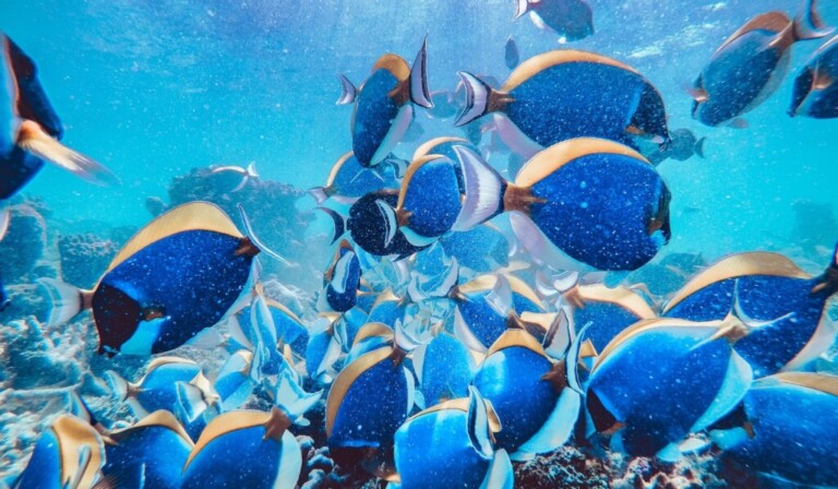 school of blue and black fish