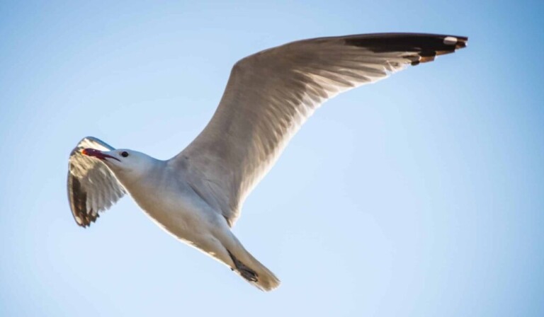 Dream seagull - dream meaning seagull