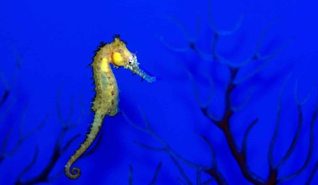 Dream seahorse - dream meaning seahorse
