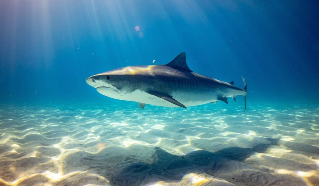 Dream shark - dream meaning shark