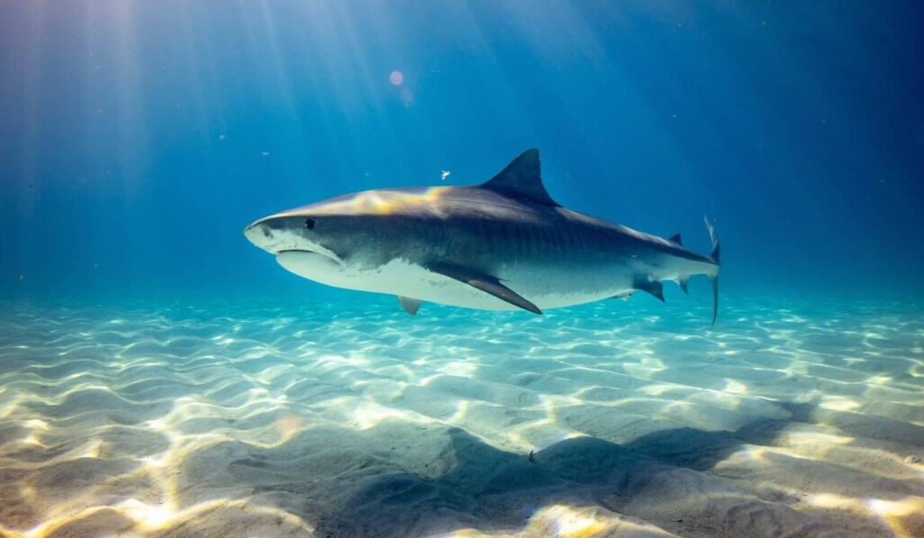 Dream shark - dream meaning shark