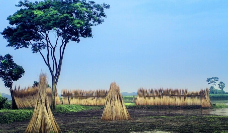 Dream sheaves of corn - dream meaning sheaves of corn