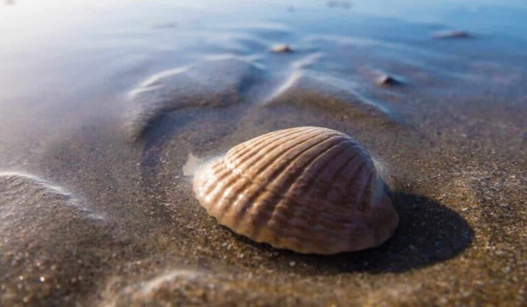 Dream shell - dream meaning shell