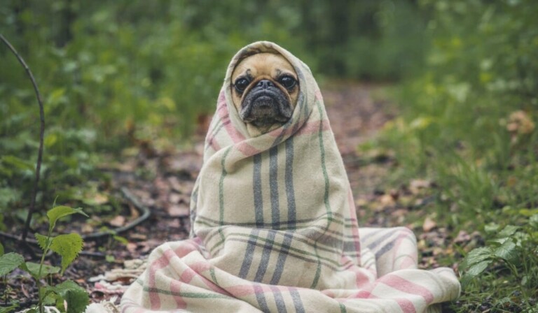 Dream shivering or trembling - dream meaning shivering or trembling