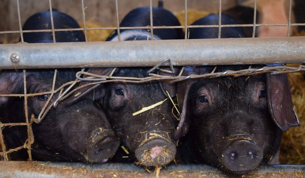 Dream slaughterhouse or abattoir - dream meaning slaughterhouse or abattoir