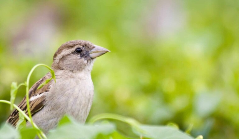 Dream sparrow - dream meaning sparrow
