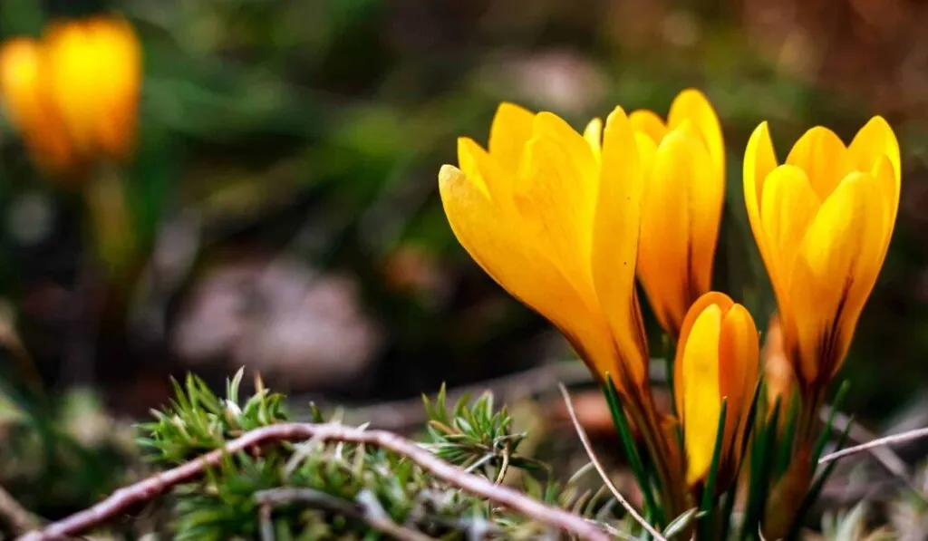 Dream spring - dream meaning spring