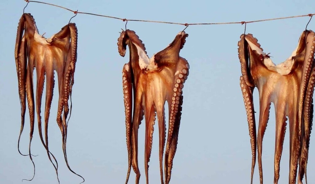 Dream squid - dream meaning squid