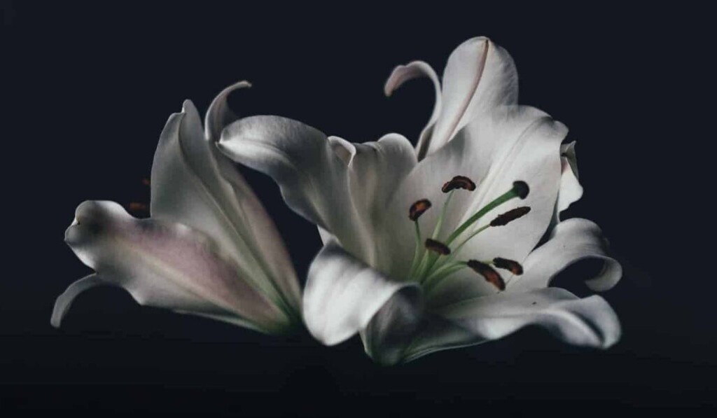 Dream stamper (flower) - dream meaning stamper (flower)