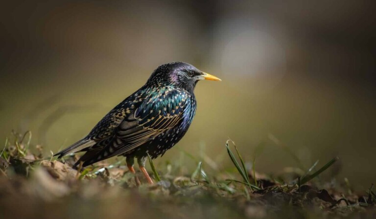Dream starling - dream meaning starling
